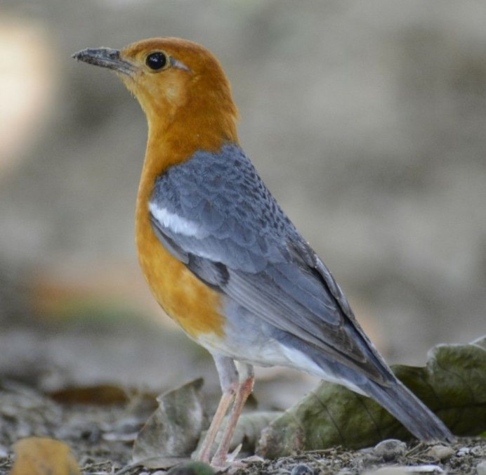 Серая птица с оранжевой головой