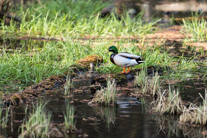 Болотная утка кряква