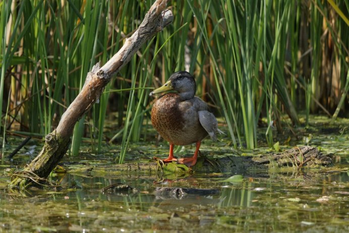Кряква Болотная