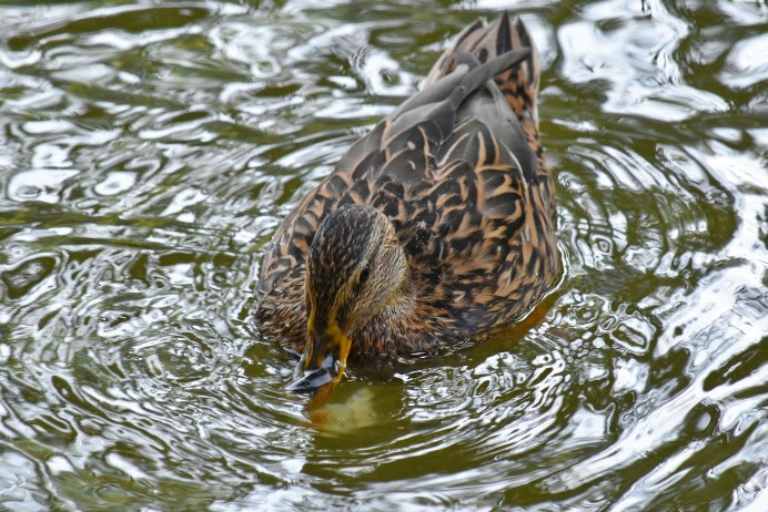 Болотная утка Чокас