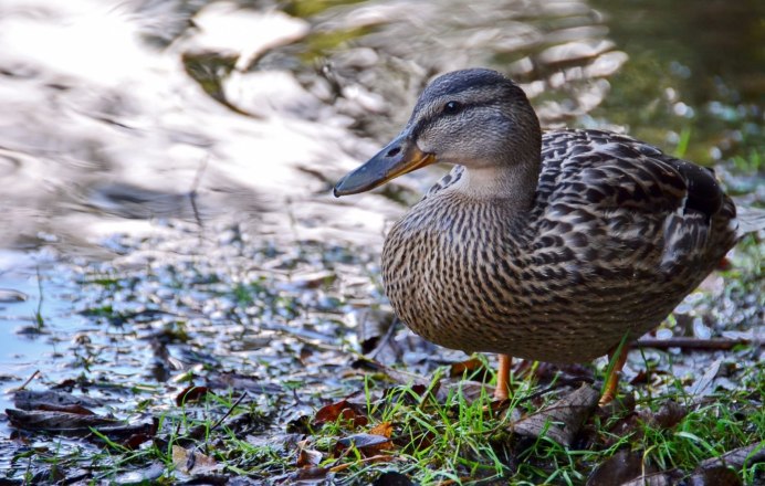 Птица кряква Болотная