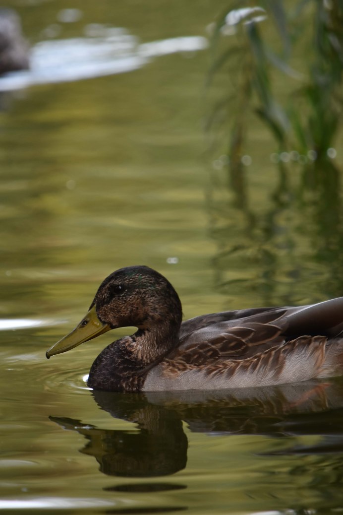 Птица кряква Болотная