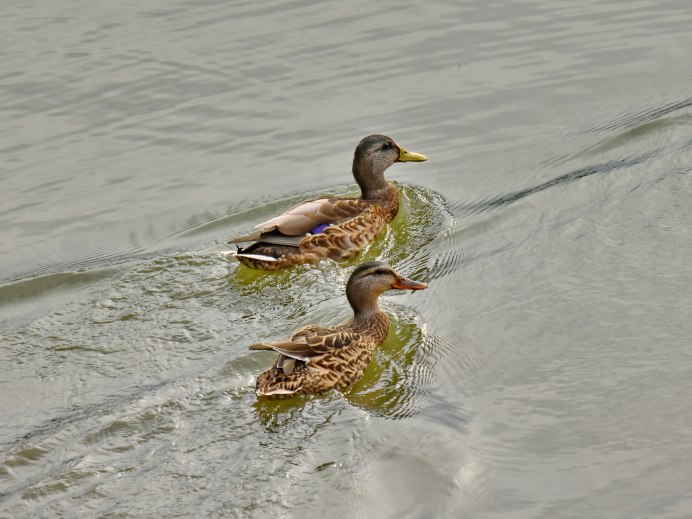 Птица кряква Болотная