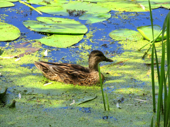 Кряква Болотная