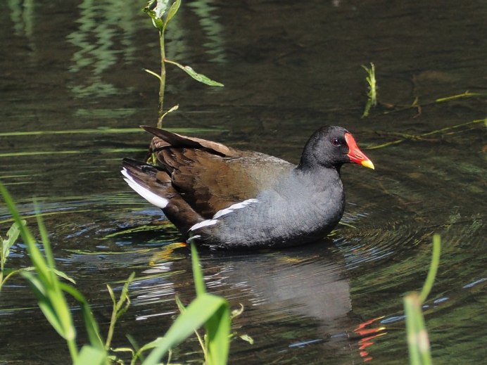 Озерная курица