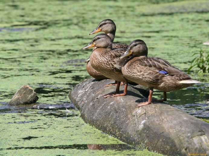 Птица кряква Болотная