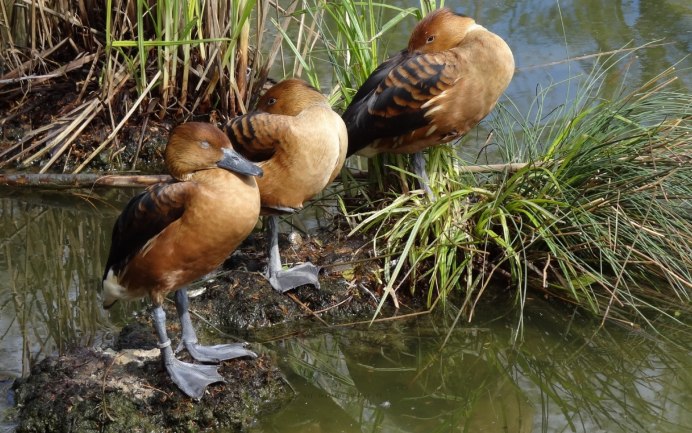 Болото с утками