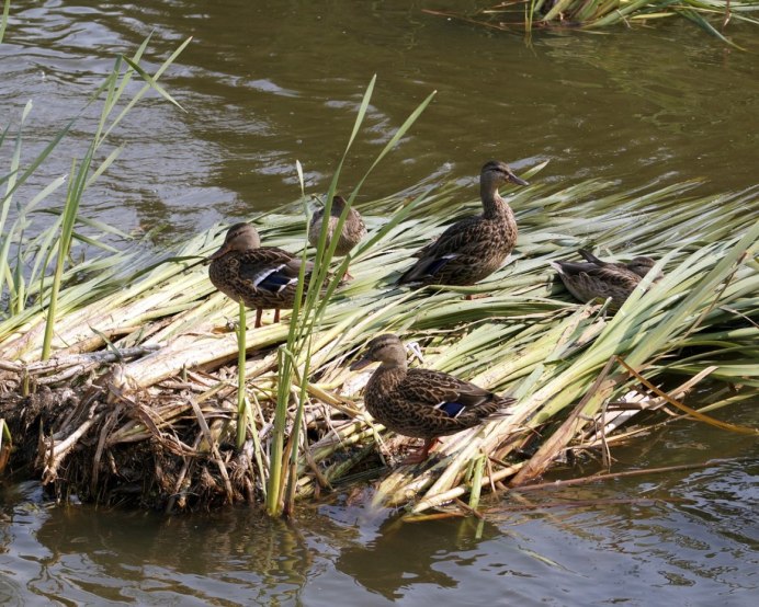 Болотная утка Чокас