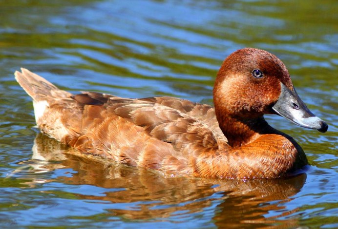 Птицы болотистой местности и пустыни