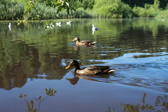 Болотная утка кряква