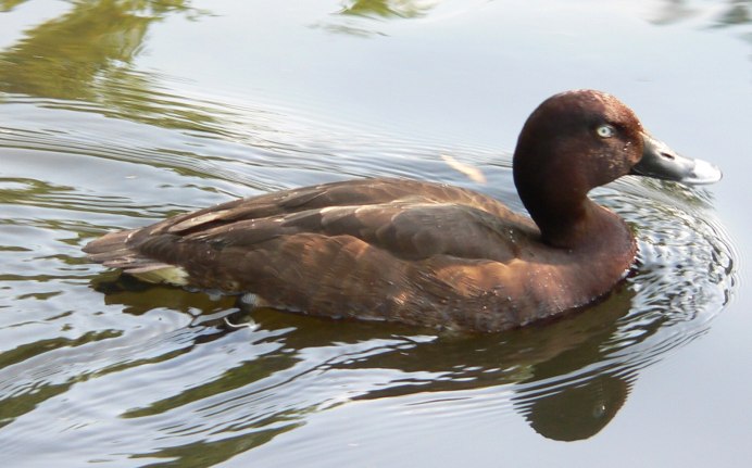 Животные на болоте