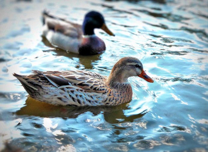 Дикие утки Чувашии