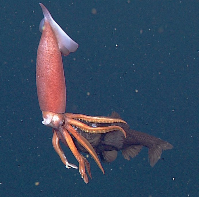 Антарктический кальмар