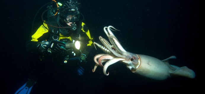 Кальмар осьминог каракатица