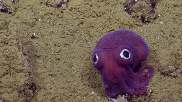 Адский вампир глубоководный моллюск