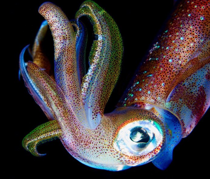 Кальмар активный хищник