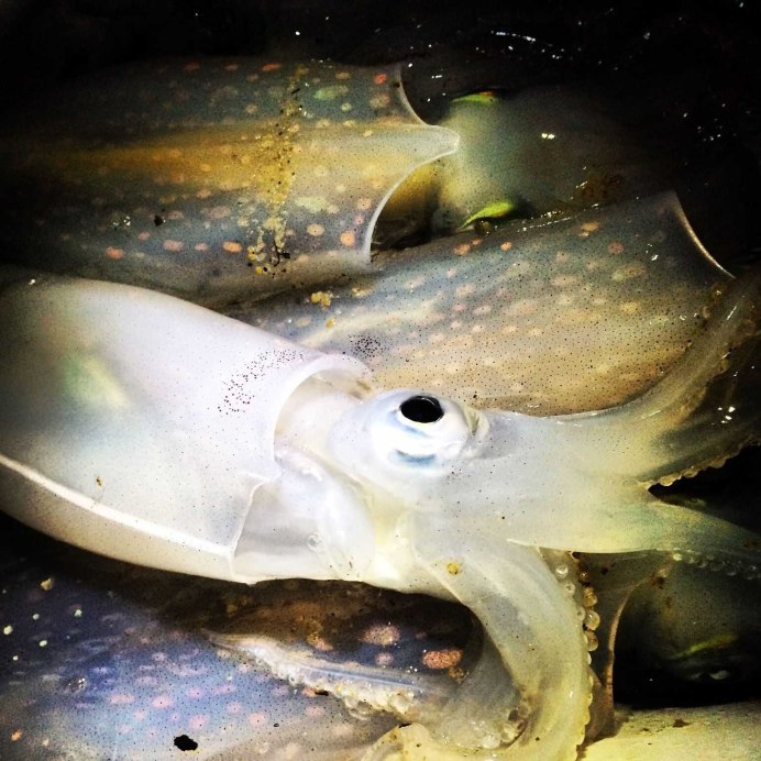 Биолюминесценция кальмар