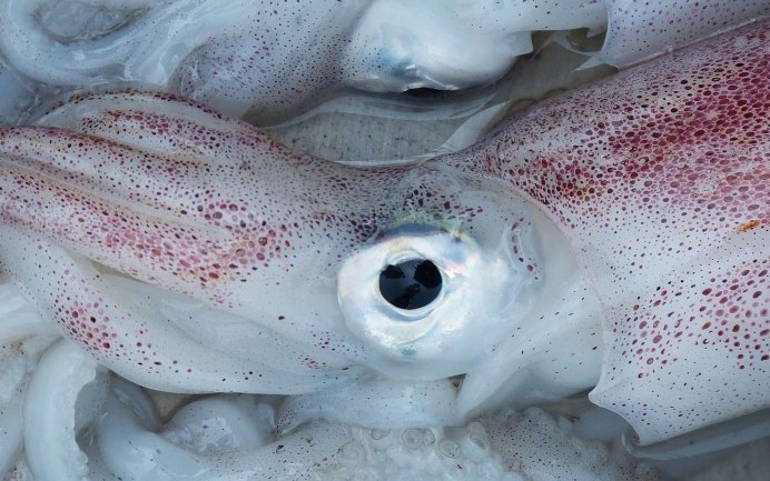 Octopoteuthis deletron