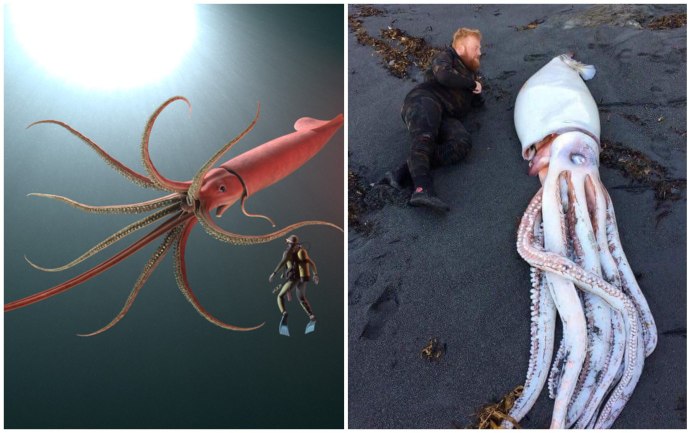 Сепиотевтис лессониана