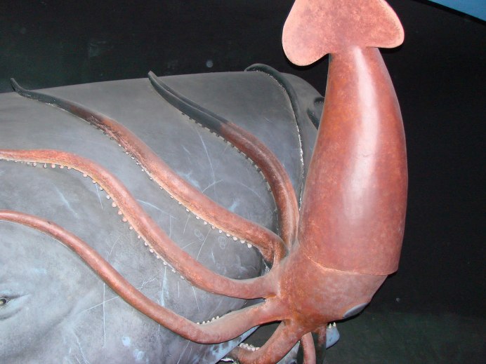 Поросячий кальмар