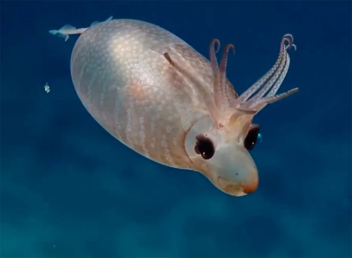 Histioteuthis heteropsis