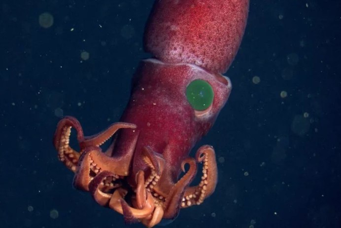 Кальмар картинки фото