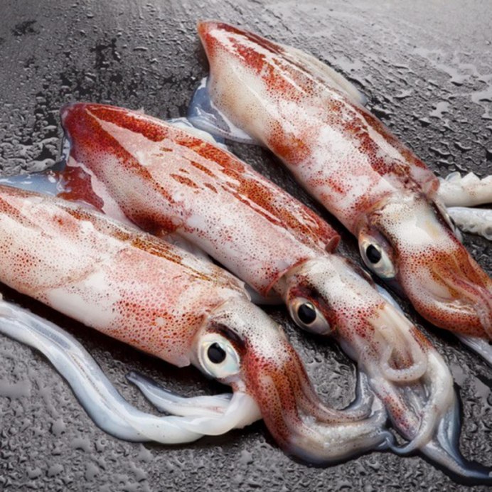 Dosidicus Gigas кальмар