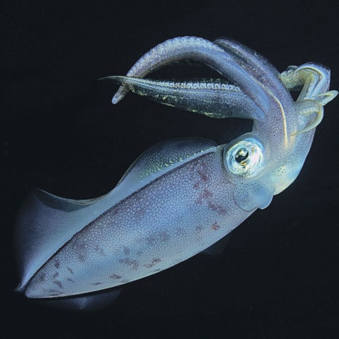 Octopoteuthis deletron
