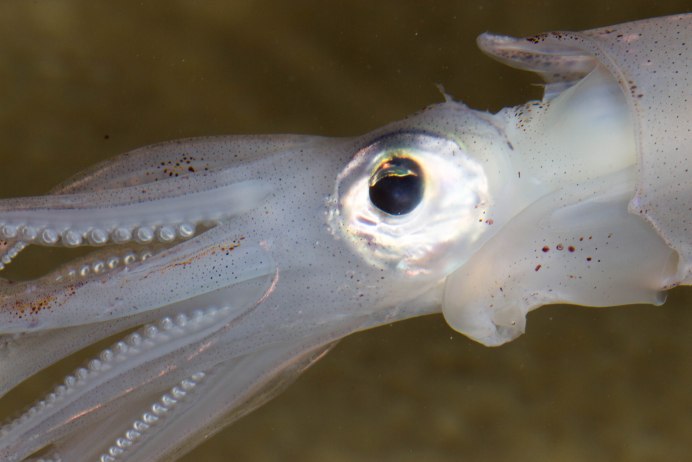 Антарктический гигантский кальмар