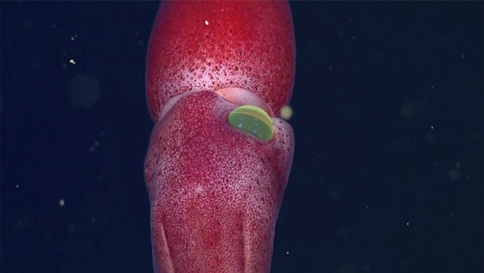 Глубоководный клубничный кальмар