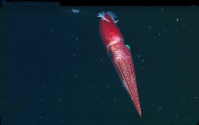 Кальмар Histioteuthis heteropsis