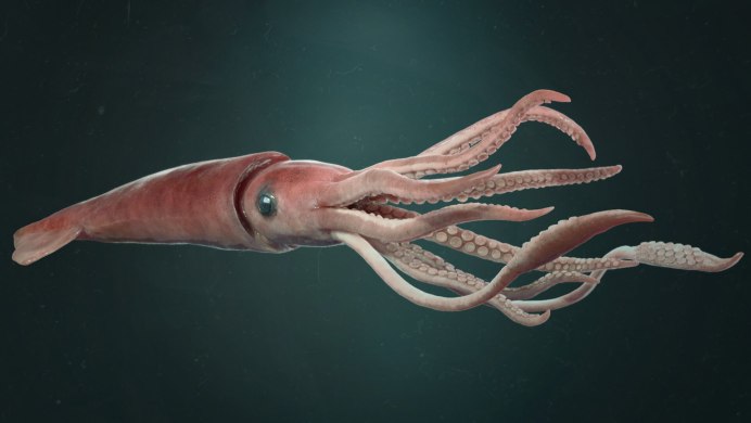 Глубоководный клубничный кальмар