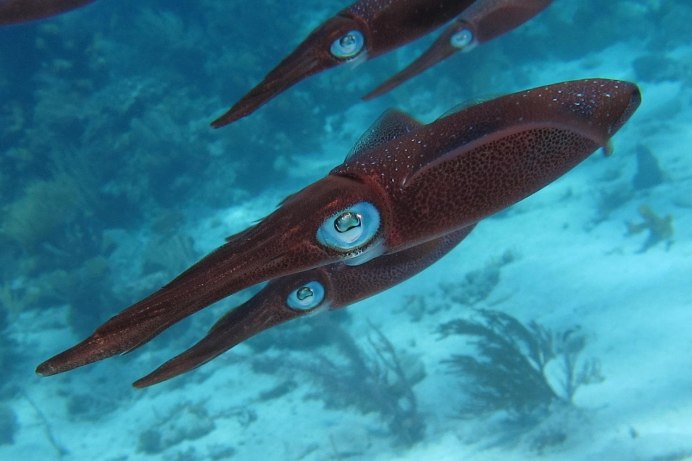 Осьминог Адский вампир