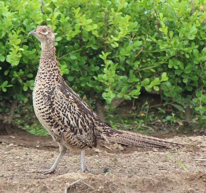 Phasianus versicolor