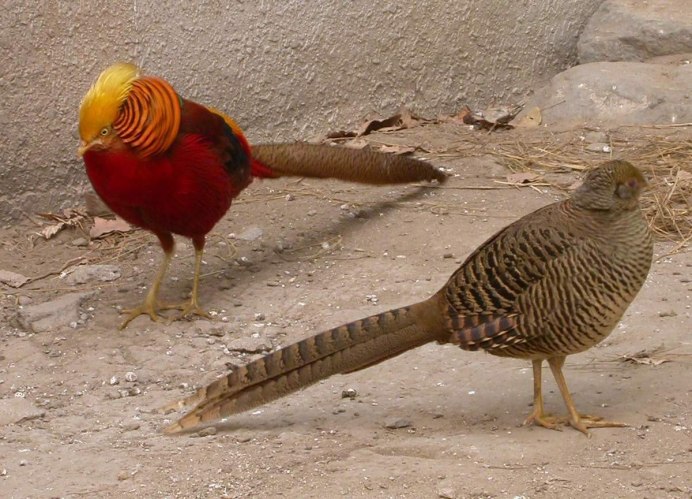 Фазан охотничий самка