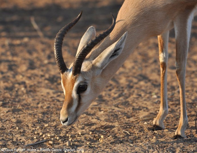 Сайгак Saiga tatarica