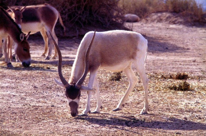 Морская антилопа