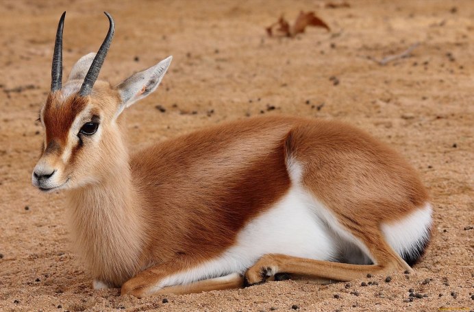 Сайгак Saiga tatarica