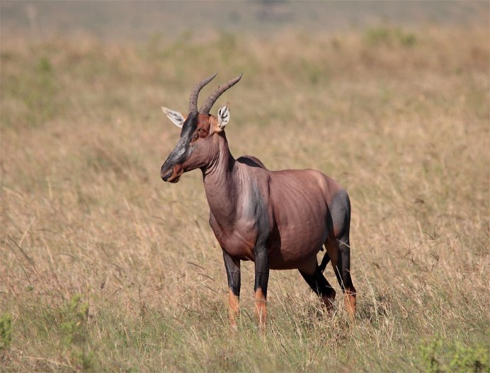 Сайгак Saiga tatarica