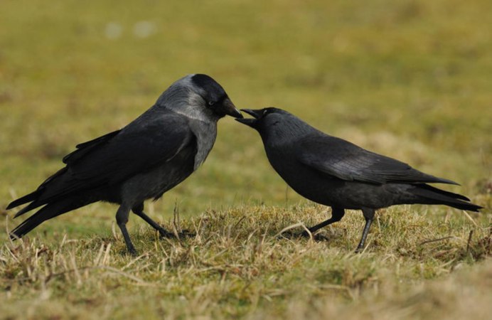 Грач птица самка