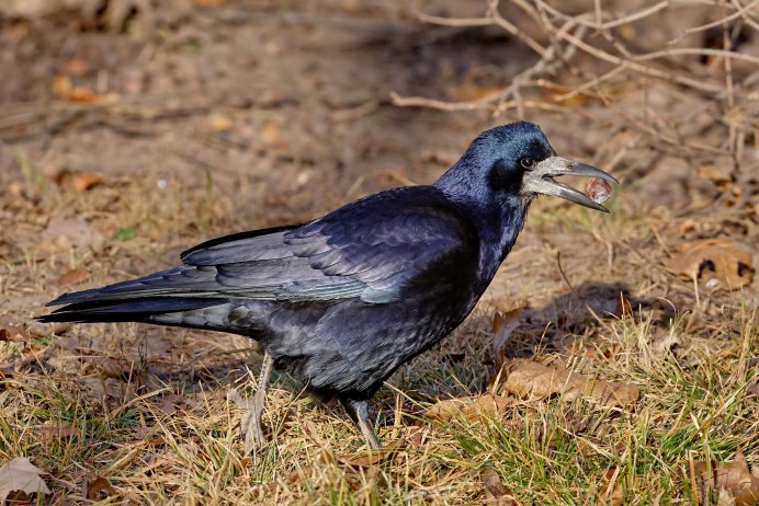 Ворон самка и самец