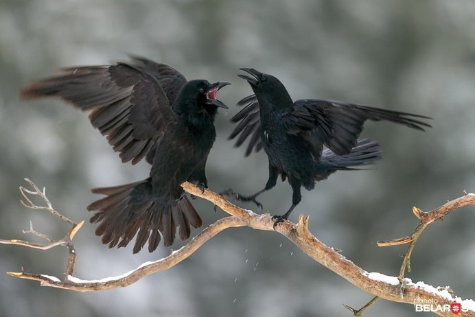 Белоклювый ворон