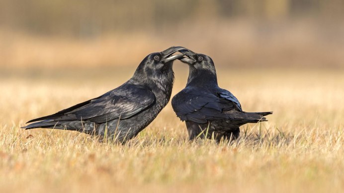 Ворон внешний вид