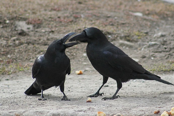 Самка ворона