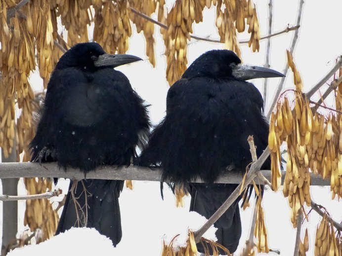 Самка черного ворона
