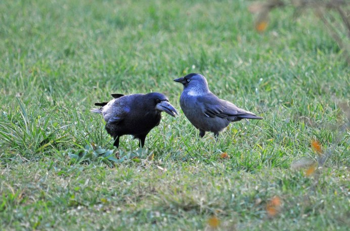 Грачи дерутся