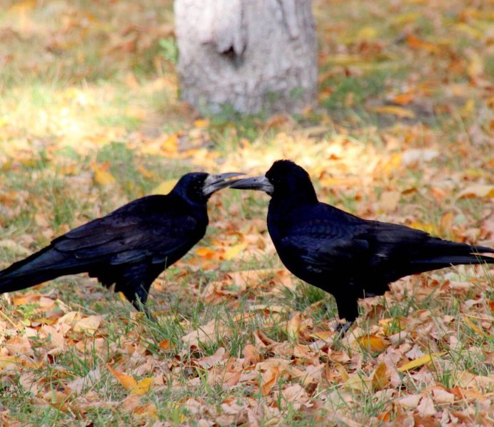 Ворона самец ворона самка