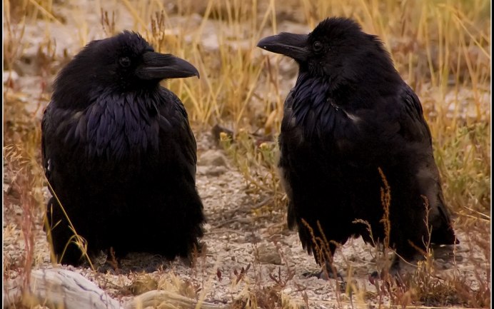 Ворониха самка ворона