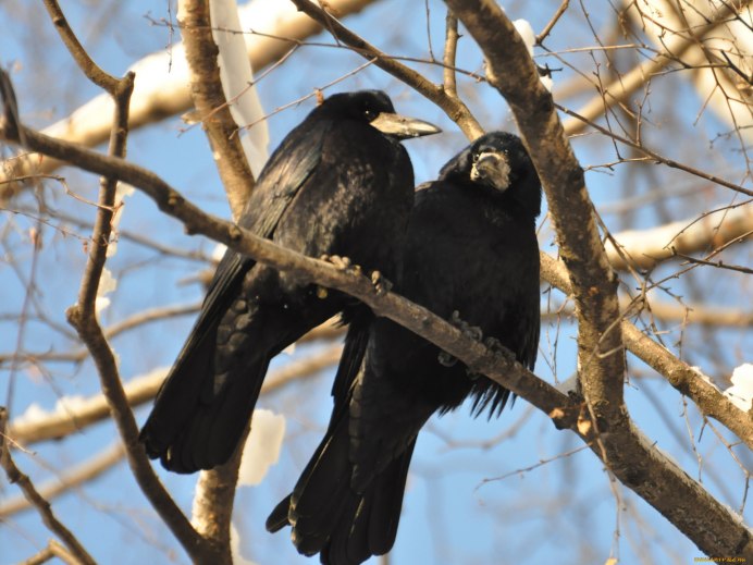 Птенец Грача