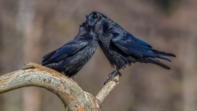 Таежный ворон